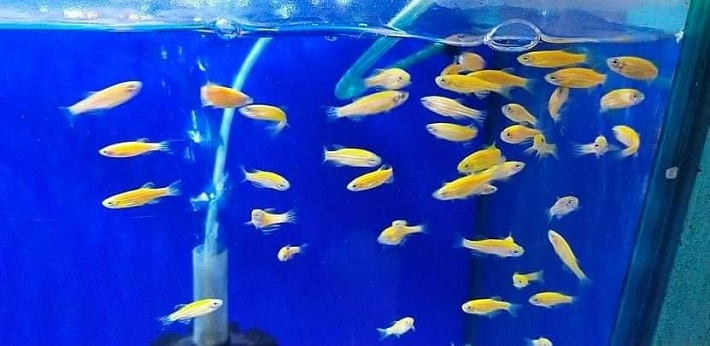 Thủy cung Thủ Đức - Hồng Ngọc Aquarium