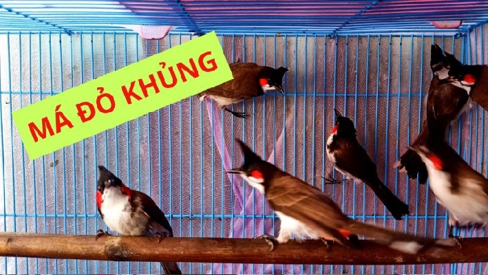Top 5 cửa hàng bán chim cảnh đẹp và rẻ nhất TPHCM - Trang trí chim Lầu