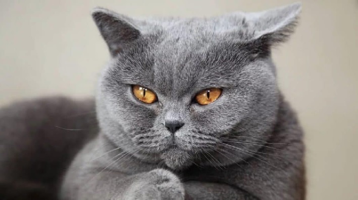 Top 13 Pet shop bán mèo cảnh đẹp nhất tại TPHCM