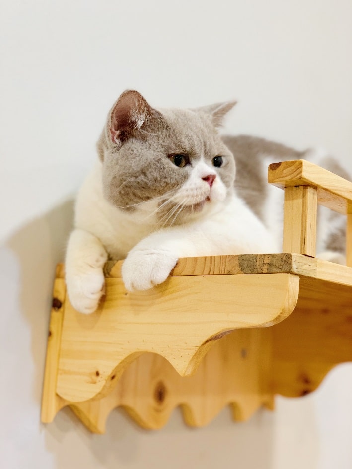 Top 8 Pet shop bán mèo cảnh đẹp nhất tại TPHCM 15 Shop bán mèo cảnh TPHCM - Trại mèo Lê Trung