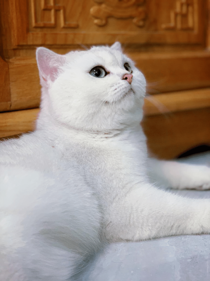 Top 8 Pet shop bán mèo cảnh đẹp nhất tại TPHCM 10 Shop bán mèo cảnh TPHCM - Pet House