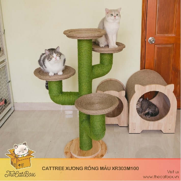 Top 8 Pet shop bán mèo cảnh đẹp nhất tại TPHCM 16 Shop bán mèo cảnh TPHCM - The Cat Box