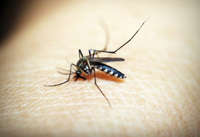 Diệt muỗi tại Đà Nẵng