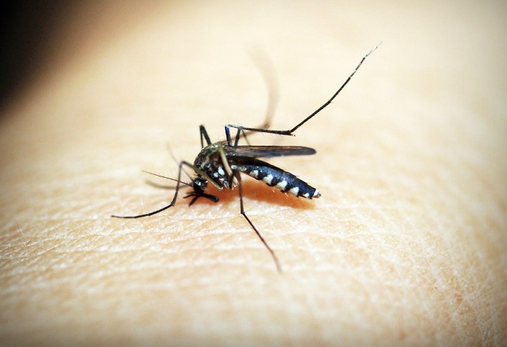 Top 20 công ty diệt muỗi tại Đà Nẵng uy tín nhất