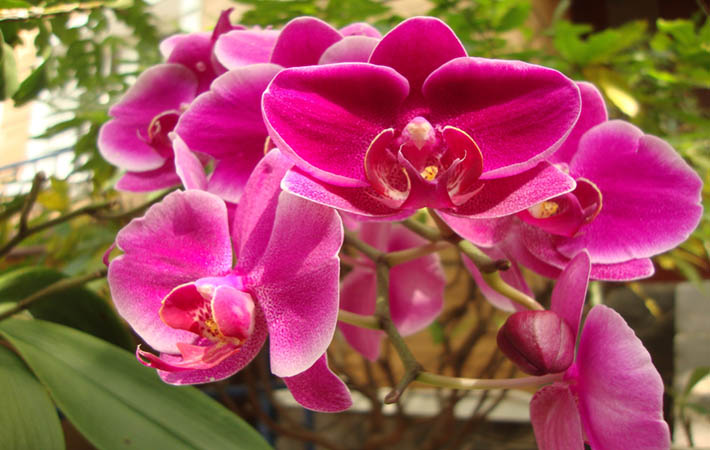Bán hoa Lan ở TPHCM - Beautiful Orchids