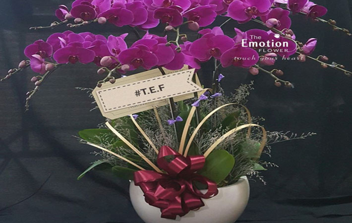 Bán hoa Lan ở TPHCM - The Emotion Flower