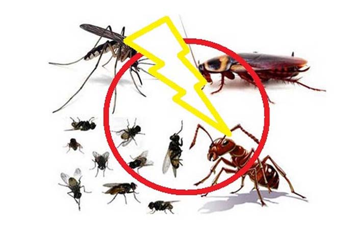Công ty diệt côn trùng - Công Ty diệt côn trùng Tam Hiệp