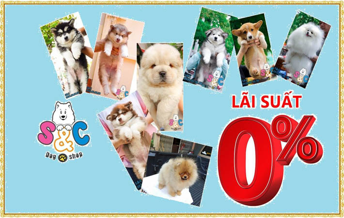 SC Dog Shop - Quận Tân Bình