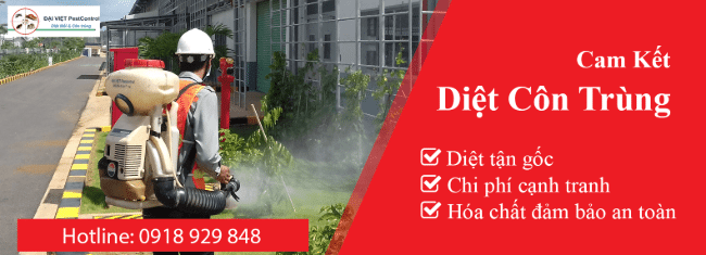 Công ty diệt mối Đại Việt