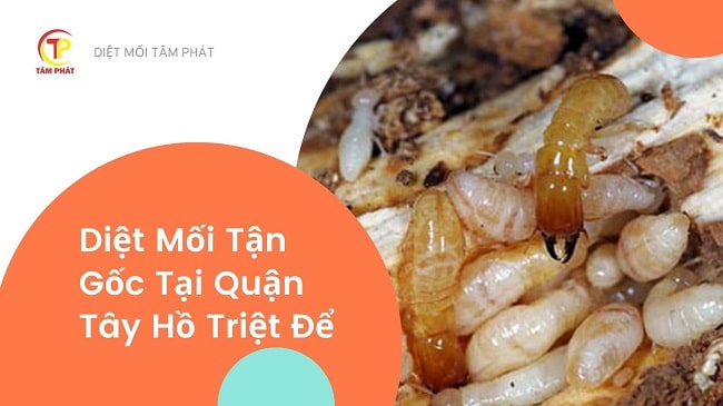 Công ty diệt mối Tâm Phát