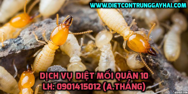 Công ty diệt mối Việt Thành Pest Control