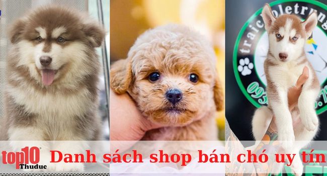 Top 10 shop bán chó tại TPHCM giá rẻ, uy tín