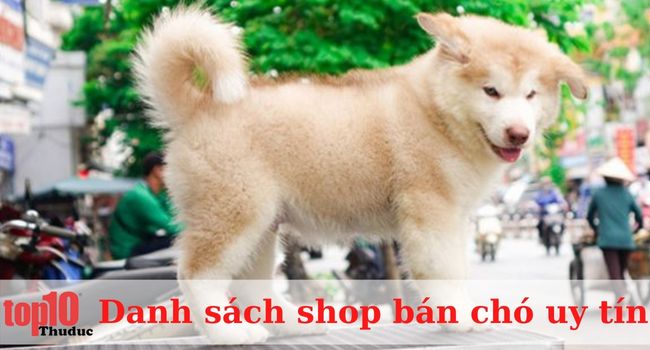 SC Dog Shop