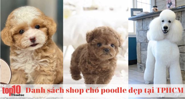 Top 11 shop chó poodle TPHCM đẹp, giá rẻ