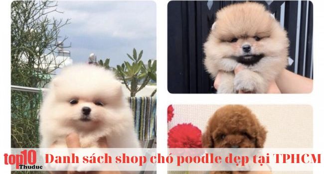 Trại chó Poodle Bin Bon Dog Shop