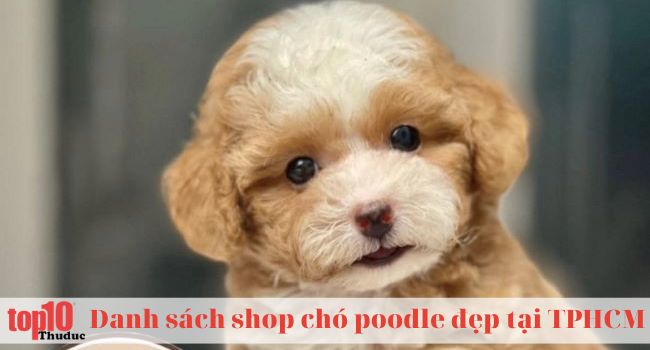 Happy Poodle Shop