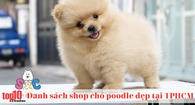 Trại chó Poodle SC Dog Shop