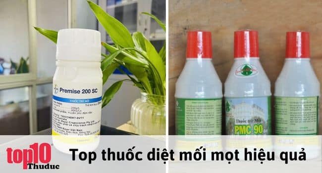 Danh sách các thuốc diệt mối mọt tận gốc hiệu quả nhất